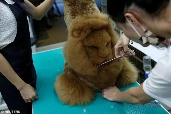当理发师转行去做宠物造型，哈哈哈你有想过喵和汪的感受么！