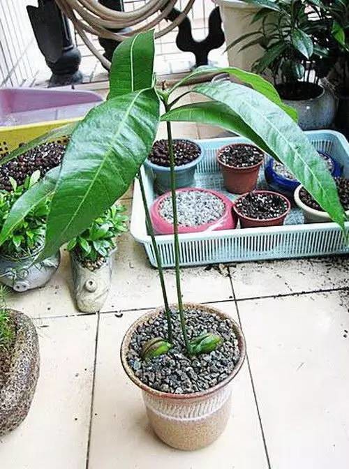 吃完的芒果别扔﹗一个小姑娘做了这件事﹐奇迹