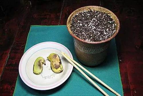 吃完的芒果别扔﹗一个小姑娘做了这件事﹐奇迹