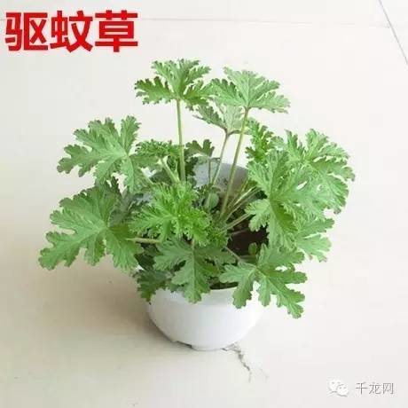 【速转】今夏蚊虫来袭!驱蚊大作战!你准备好了