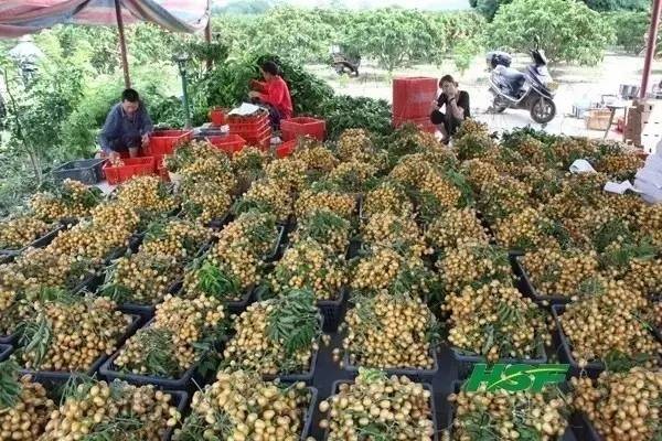 海南人常吃的“黄皮”居然这么厉害