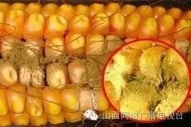 里,花生,玉米等,淀粉在高温和潮湿的环境下会滋生导致肝癌的黄曲霉菌