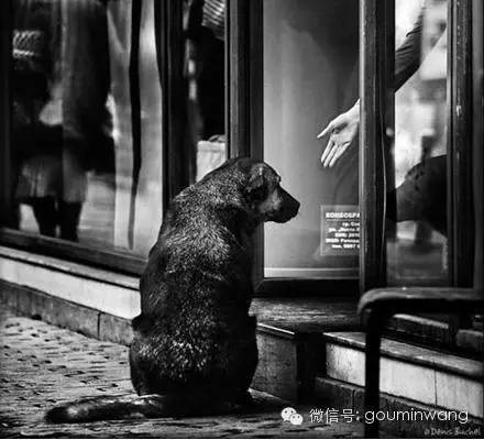 一只流浪狗的独白:如果你能帮帮我
