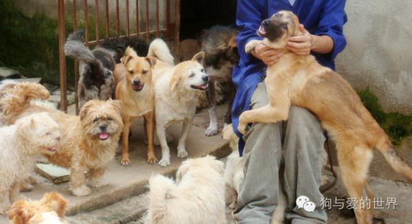 一只流浪狗的独白:如果你能帮帮我