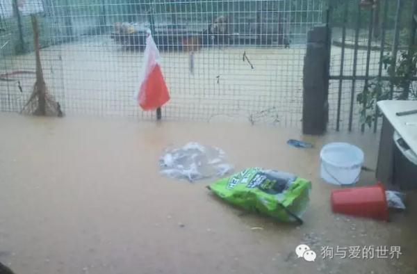 一只流浪狗的独白:如果你能帮帮我