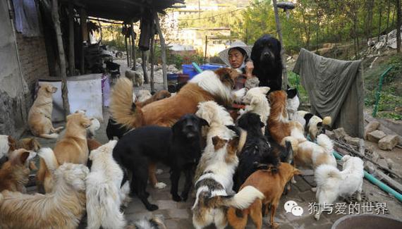 一只流浪狗的独白:如果你能帮帮我