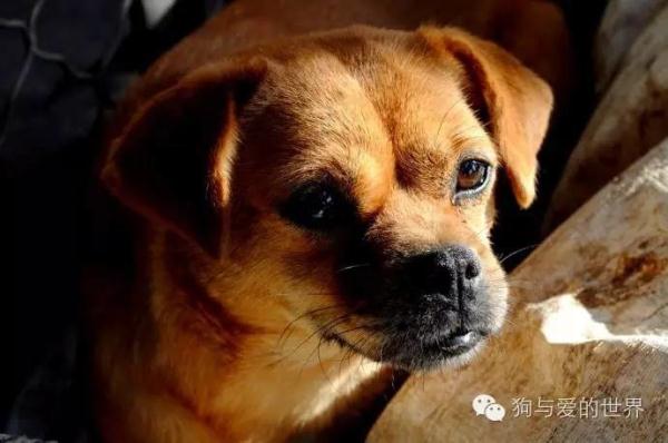 一只流浪狗的独白:如果你能帮帮我