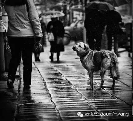一只流浪狗的独白:如果你能帮帮我
