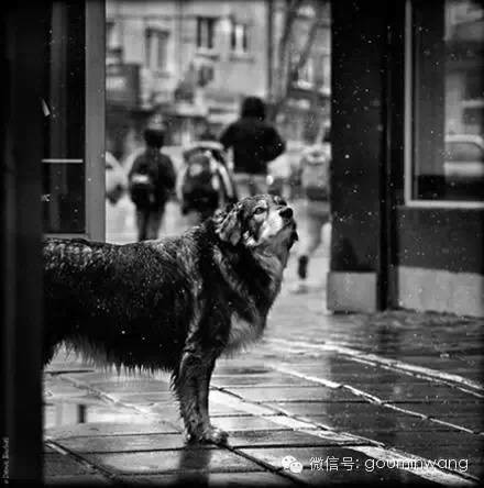 一只流浪狗的独白:如果你能帮帮我