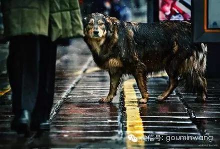 一只流浪狗的独白:如果你能帮帮我