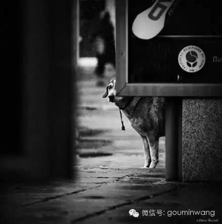 一只流浪狗的独白:如果你能帮帮我