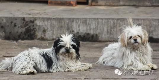 一只流浪狗的独白:如果你能帮帮我