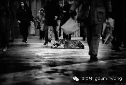 一只流浪狗的独白:如果你能帮帮我