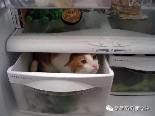 û뵽˵ıװèģ