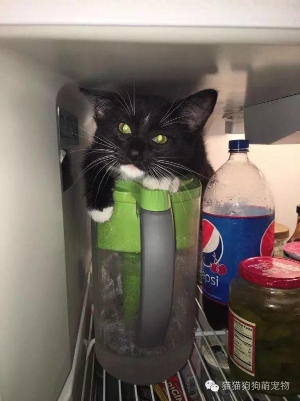 û뵽˵ıװèģ