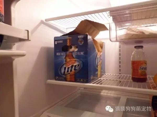 û뵽˵ıװèģ