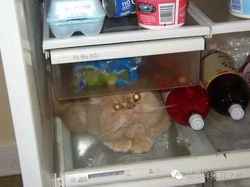û뵽˵ıװèģ
