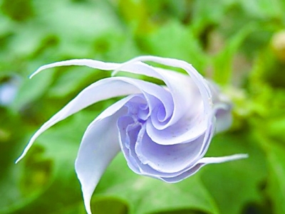 曼陀罗花与蒙汗药