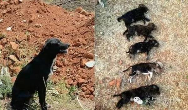 女子因流浪狗在自己领地生宝宝，当着狗妈妈的面摔死了8只幼崽
