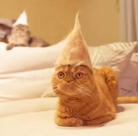 网友用猫咪掉下来的毛,给3只爱猫做了帽子给它