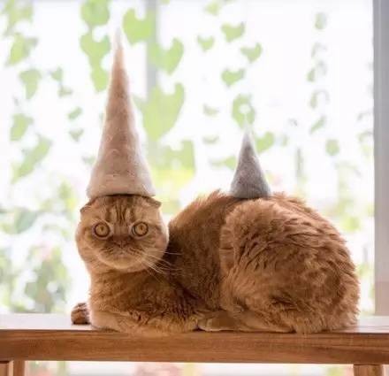 网友用猫咪掉下来的毛,给3只爱猫做了帽子给它