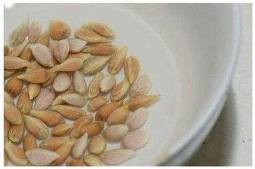 吃不完,养起来,23种蔬菜水果变盆栽!