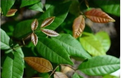 吃不完,养起来,23种蔬菜水果变盆栽!