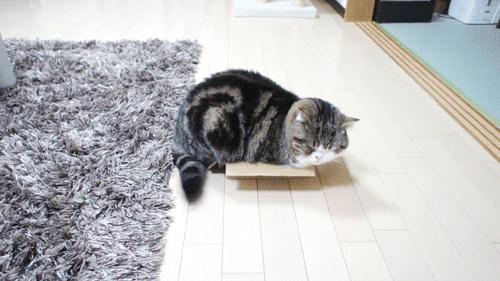 养只猫就跟养个女朋友一样﹐哎呀我的小祖宗诶