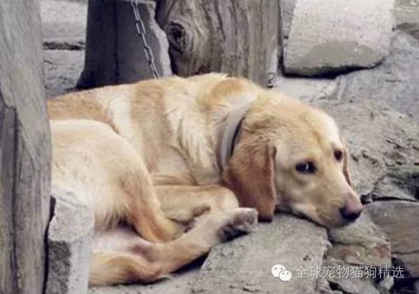 我们为什么养狗﹖就算全世界都不理解你﹐至少