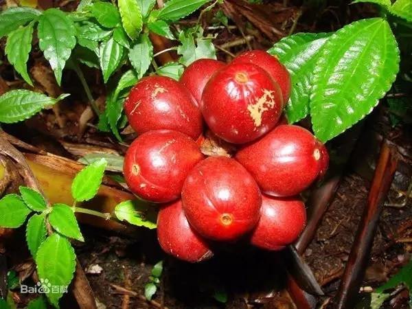 简谱草果_草果图片(3)