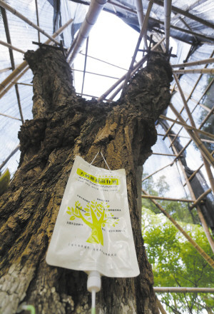 月湖边的那棵百年古刺槐宣告死亡 有市民前去