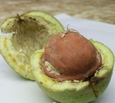 涨姿势!原来这些水果是这样长出来的 看完惊呆