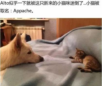 小猫误打误撞闯进一户人家，却意外找到今生最疼爱它的狗爸爸