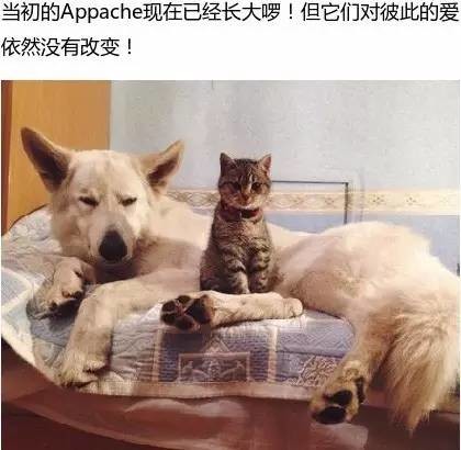 小猫误打误撞闯进一户人家，却意外找到今生最疼爱它的狗爸爸