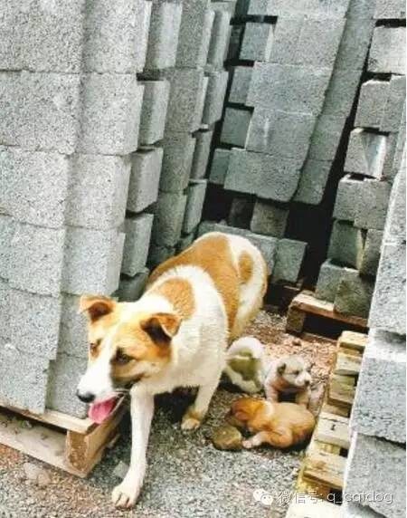 流浪狗每天跳进江中,背后却有一个动人的故事