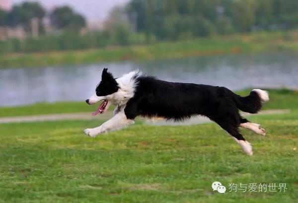 据说不敢养边牧的,都是怕被说智商不如狗…