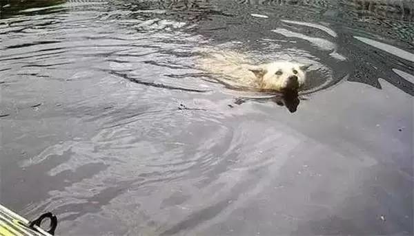 洪水来袭主人被迫抛弃宠物狗，回家却看到了心酸一幕