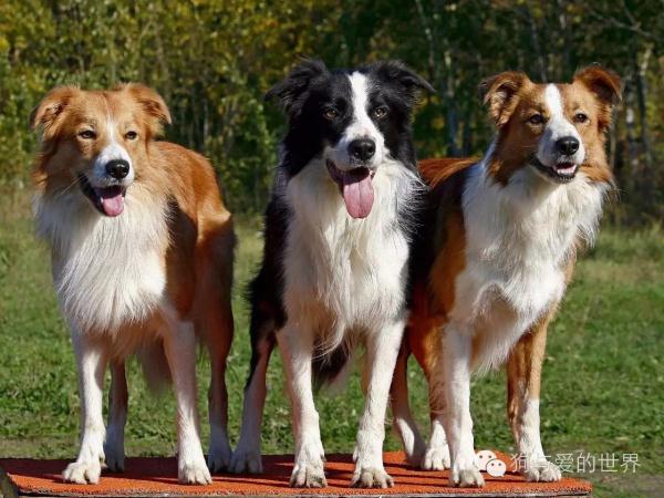 据说不敢养边牧的,都是怕被说智商不如狗…