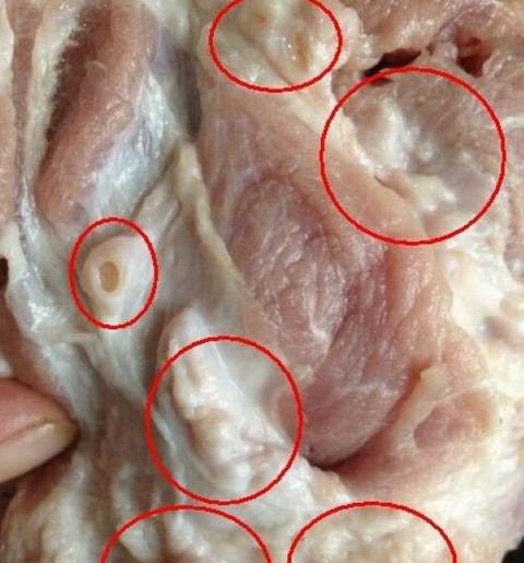 震惊|凌晨带血淋巴肉进入饲料油加工厂…最后