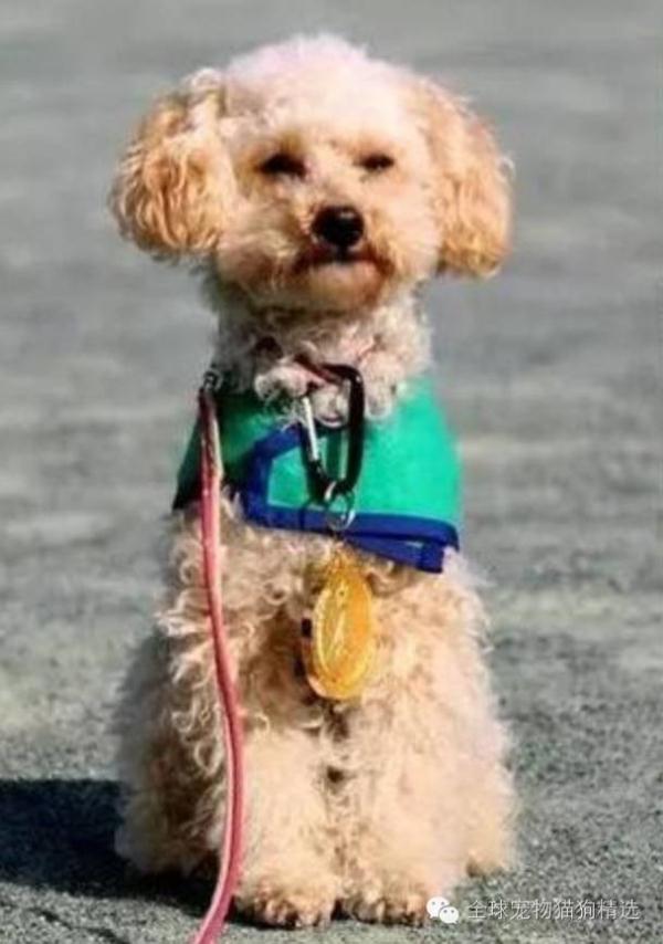 幸 | 这只玩具贵宾犬曾被弃养险些安乐死!如今成