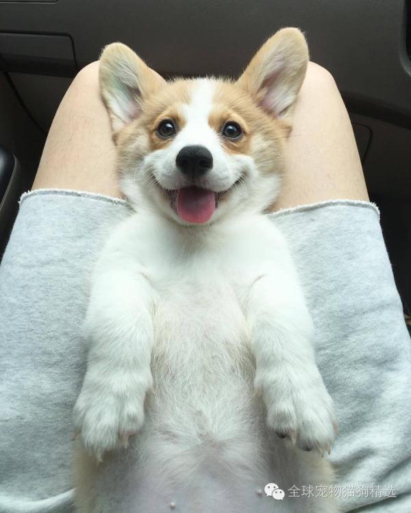 只要看它吃睡玩乐就超级疗愈,快让「蓝耳」小