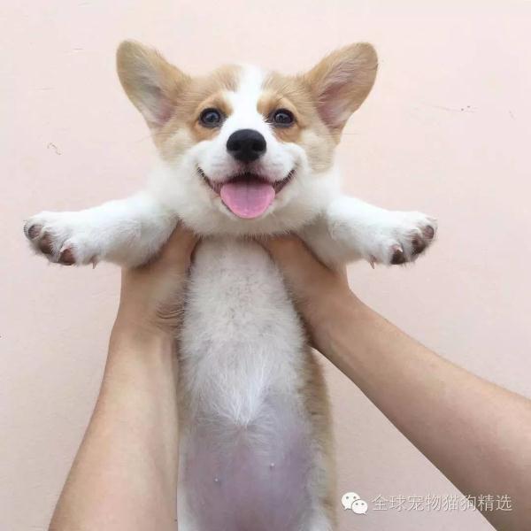 只要看它吃睡玩乐就超级疗愈,快让「蓝耳」小