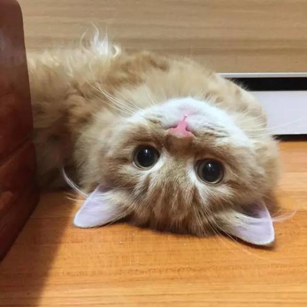 暗中观察猫头像_头像大全