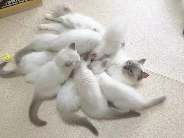 一只猫生了16只小猫,每次喂奶,都是一脸的生无可恋