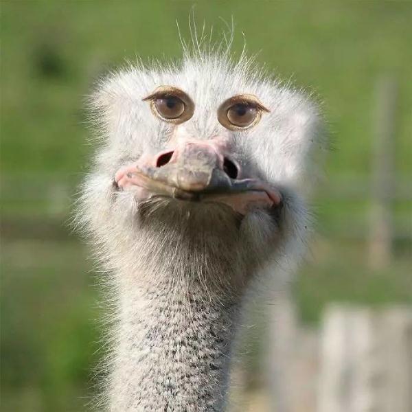 哈哈哈~如果动物眼睛像人一样长在脸前面.