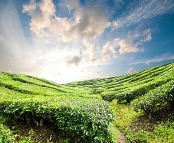 二马茶文化 | 绿茶的讲究