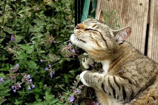 笑喷！想用植物熏蚊虫，结果招来一大群猫……他到底种了什么？