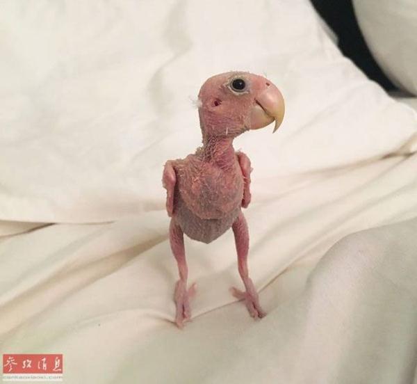 鹦鹉掉光羽毛意外走红 网友为其定制毛衣