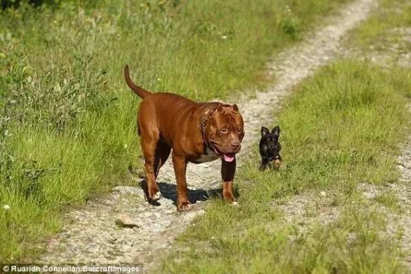 吉娃娃和巨型比特犬浩克是朋友,主人称吉娃娃