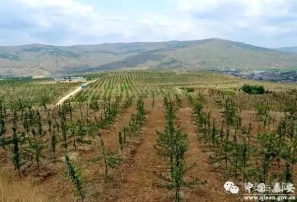 祝贺!甘肃秦安县荣获全国现代苹果产业20强县